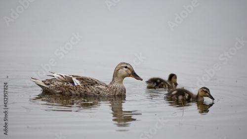 Mallard ducklings in springtime, North Yorkshire, United Kingdom