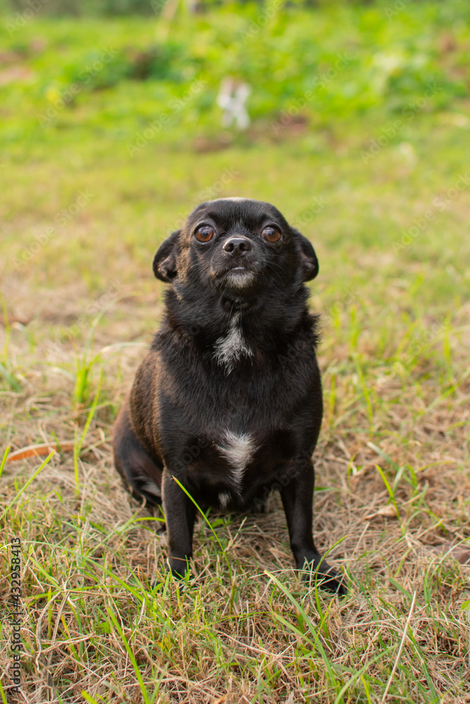 hermosa perra chihuahua negra tomándose fotos en el parque 