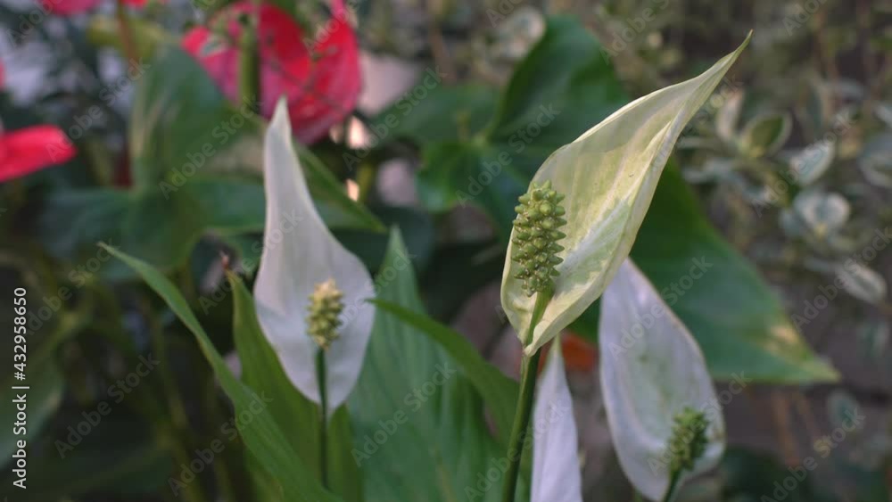 Tokyo,Japan-May 11, 2021: Closeup of Peace lily or Spathiphyllum
Tokyo,Japan-May 11, 2021: Closeup of Peace lily or Spathiphyllum