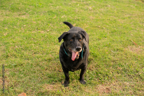 hermoso perro enano labrador color negro tomandose fotos  al aire libre  © Christian