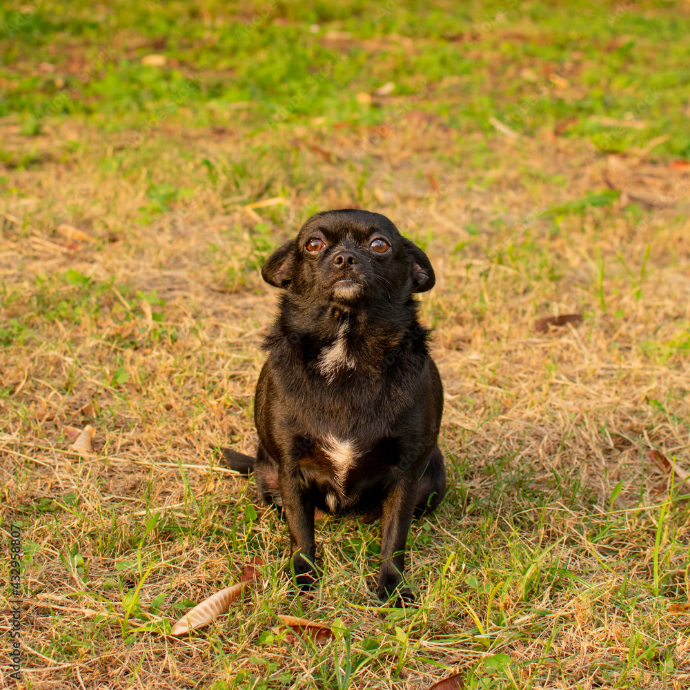 hermosa perra chihuahua negra tomandose fotos en el parque hermosa perra chihuahua negra tomandose fotos en el parque