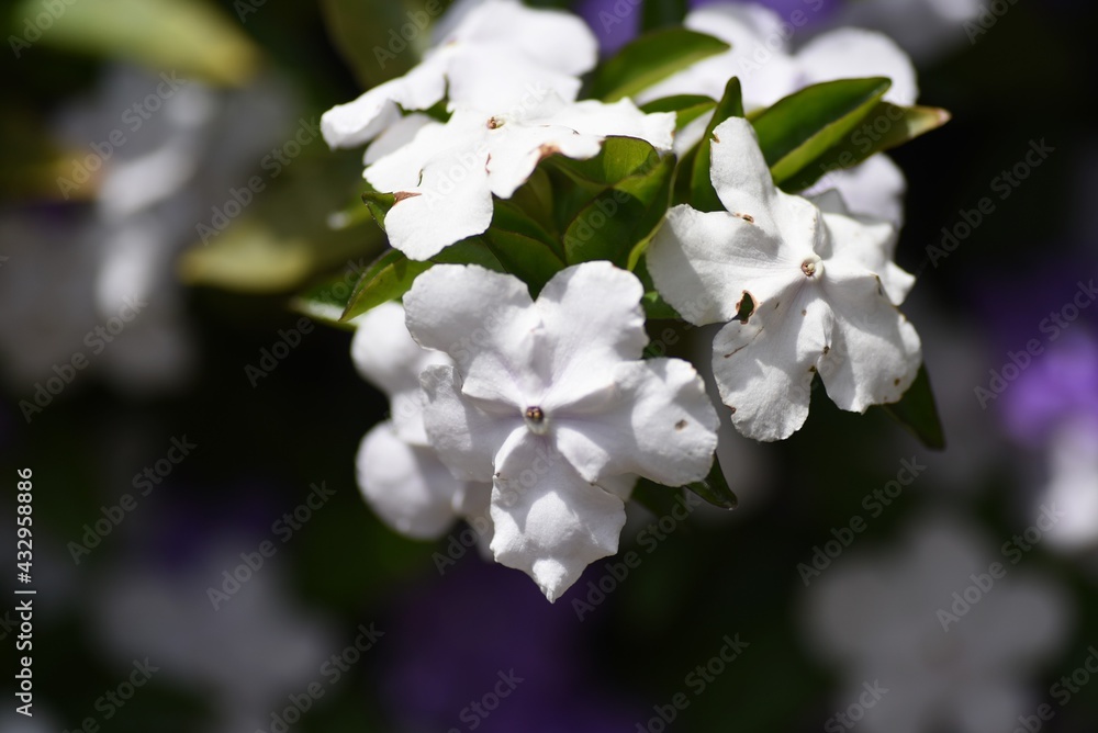 Obraz premium Yesterday-Today-and -Tomorrow flowers. Solanaceae evergreen shrub.