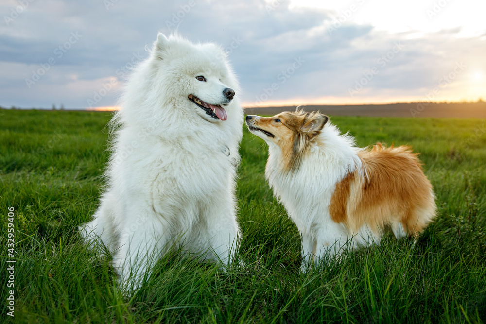 Two dogs are sitting on the lawn. Sheltie and Samoyed - Bjelker's friendship. Two dogs are sitting on the lawn. Sheltie and Samoyed - Bjelker's friendship.
