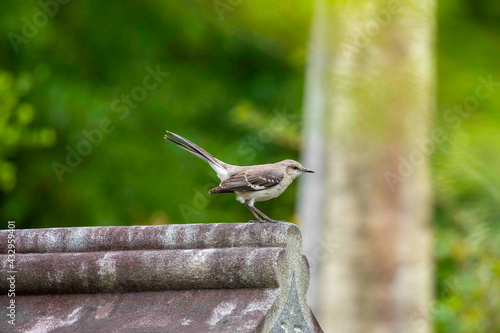 Canvas Print Mockingbird Perched Atop of a Cemetery Headstone