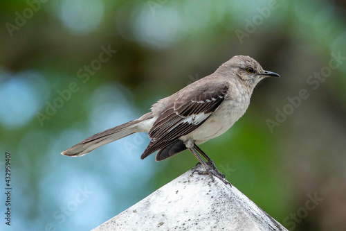 Schilderij op canvas Mockingbird Perched Atop of a Cemetery Headstone