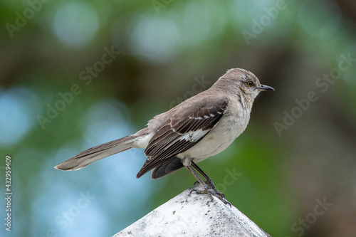 Canvas Print Mockingbird Perched Atop of a Cemetery Headstone