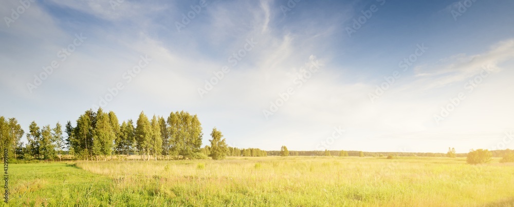 Green countryside field and birch tree forest in the background. Clear blue sky with cirrus clouds. Idyllic rural scene. Summer in Latvia - obrazy, fototapety, plakaty 