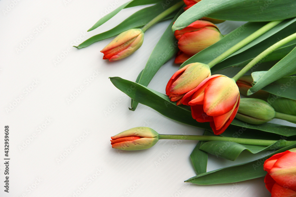 red tulips lie on a light background red tulips lie on a light background