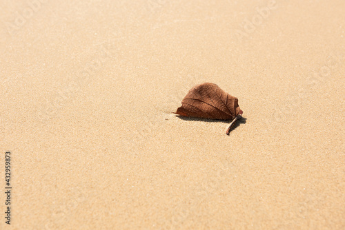 Closeup of a dry leaf isolated on the sand of a beach, with small grains of sand on its surface, illuminated by sunlight. Shallow depht of field. Pure Art. photo