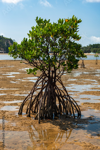 Photography Isolated mangrove tree at low tide with dense roots appearing at low tide with very green leaves, sand with a little water reflecting part of the roots
