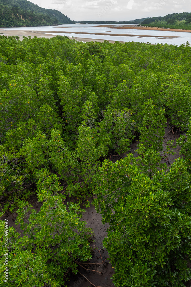 Naklejka premium Pristine and very green mangrove forest on cloudy day. Mountain and Urauchi river in the background. Iriomote Island.