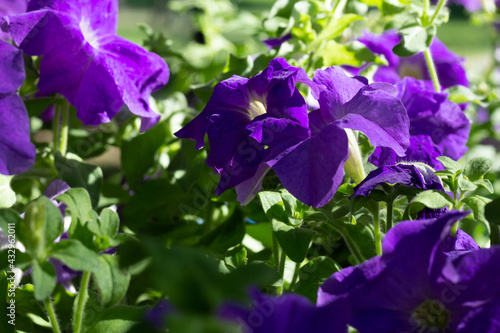 flower in the park in sunny weather