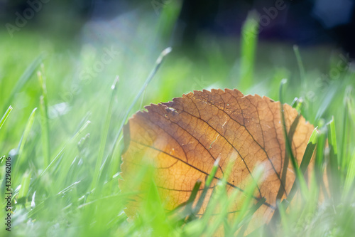 plant leaf on the ground