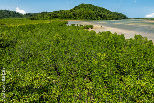 Lush scene of a pristine and very green mangrove forest in the low tide. Mountain and Urauchi river in the background. Iriomote Island. photo