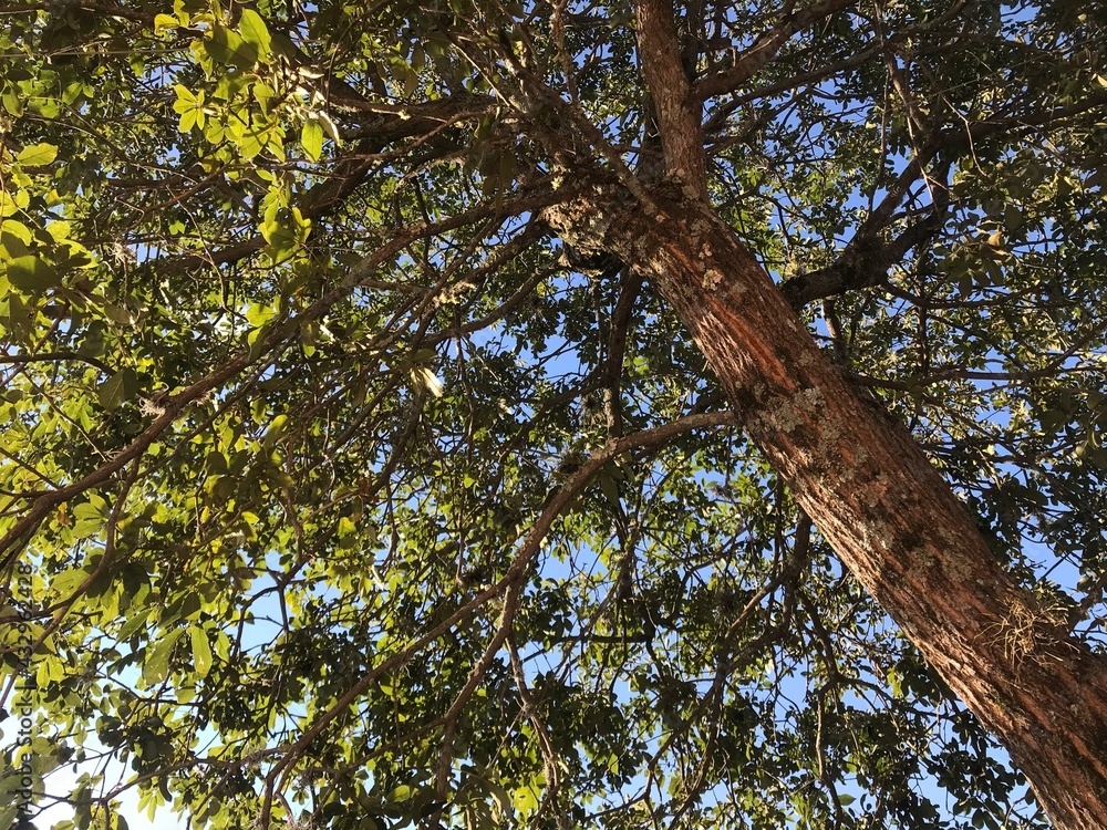 Fototapeta premium trees in the forest