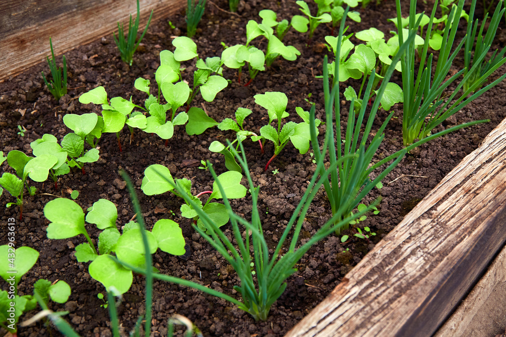 Onion and radish sprouts grow in the ground. Organic vegetable garden. Onion and radish sprouts grow in the ground. Organic vegetable garden.