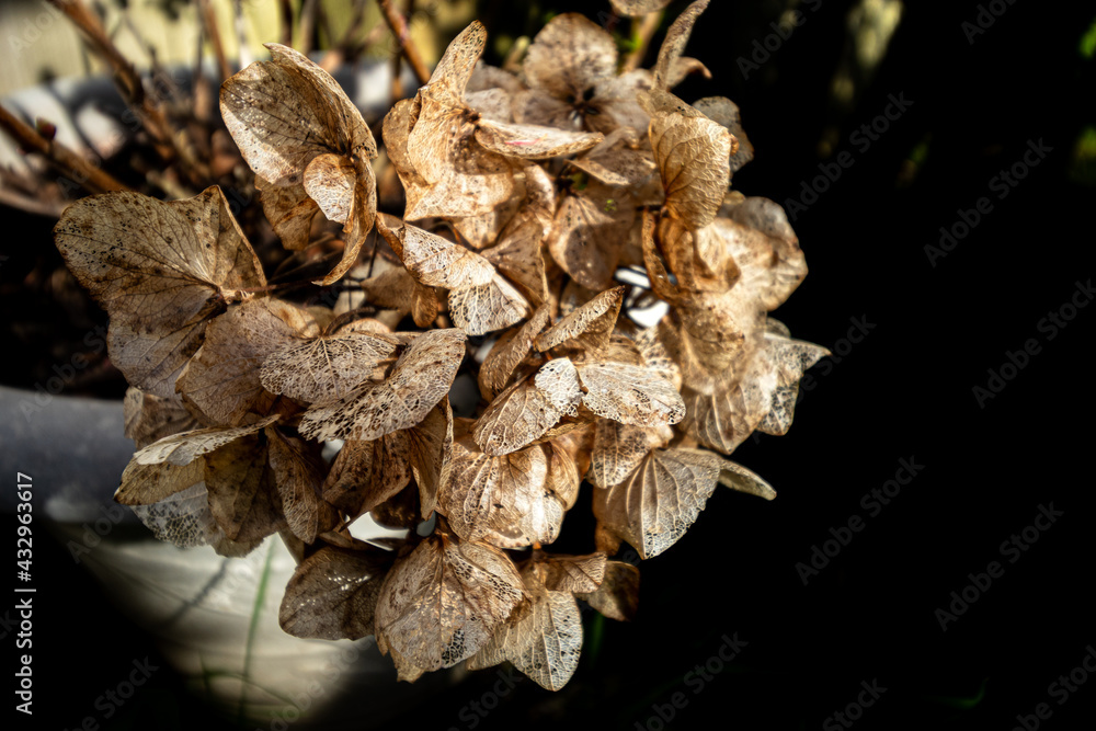 winter flower winter flower
