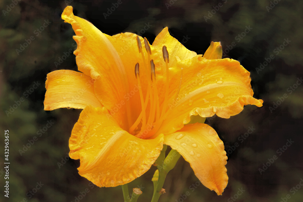 Fototapeta premium Closeup of beautiful daylily blossom (Hemerocallis) with raindrops clinging to apricot-colored petals and sepals. This award winning flower is aptly named 'Ruffled Apricot'.