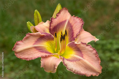 Closeup of striking multicolored daylily blossom  Hemerocallis  with soft rose-pink petals and sepals  prominent maroon eye pattern  and greenish-yellow throat.