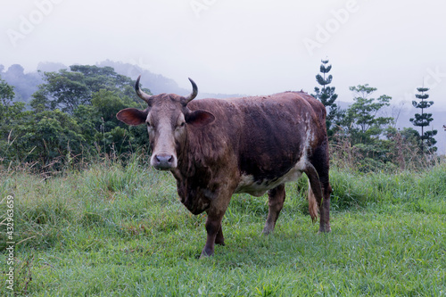 Brown Cow with Horns in Field Chewing Grass