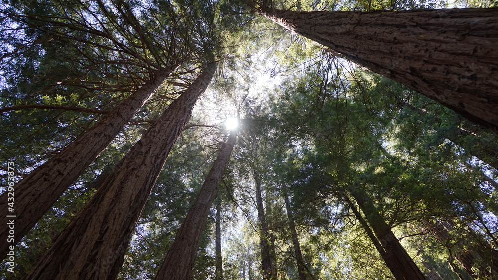 Fototapeta premium Towering trees