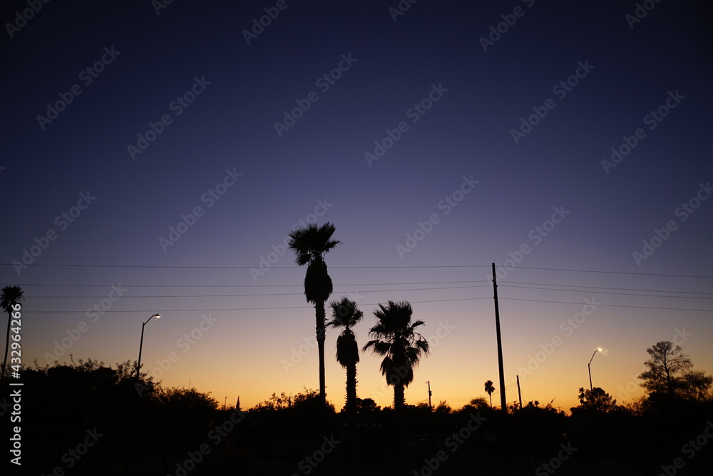 silhouette of palm trees at sunset