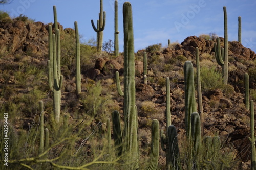 Morning cactus view