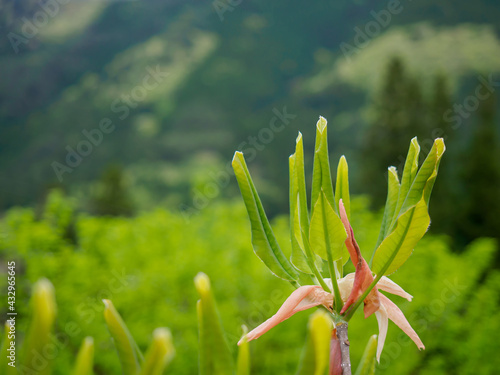 朴の木の芽吹き