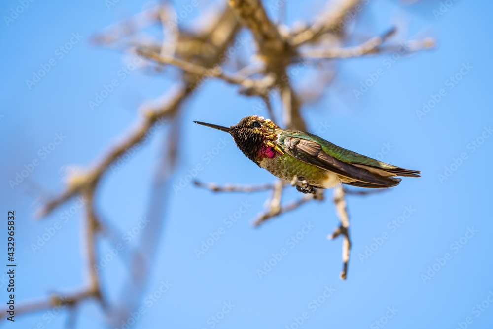 Fototapeta premium Hummingbird sitting on a branch, Close-up