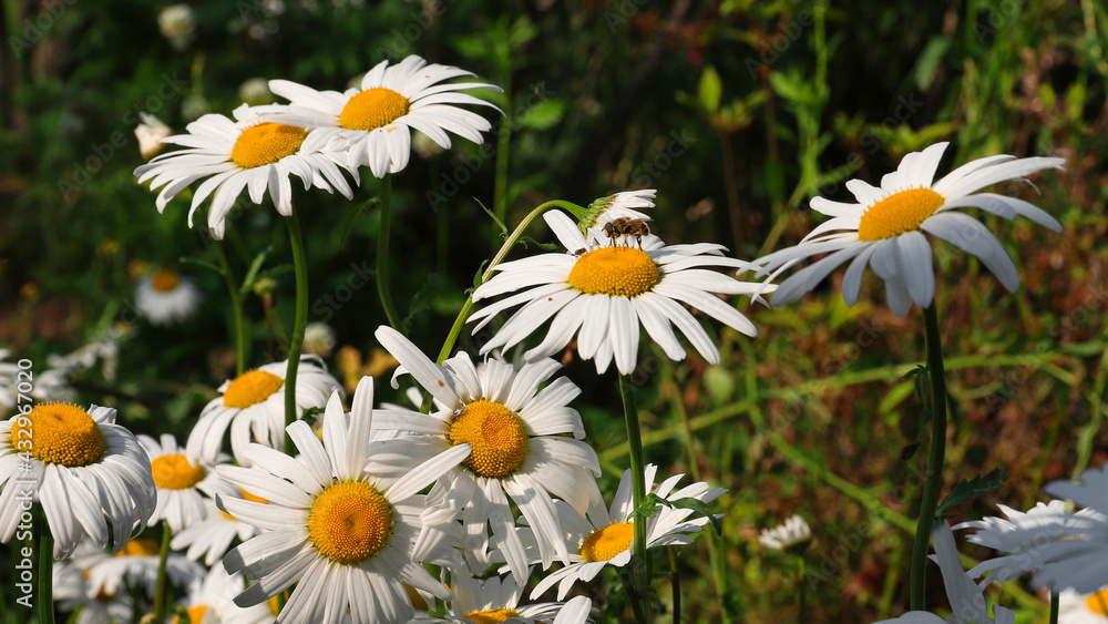 Fototapeta premium daisies in a field