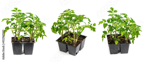 Tomato Seedling in Pots Ready for Planting on White Background. Selective focus.