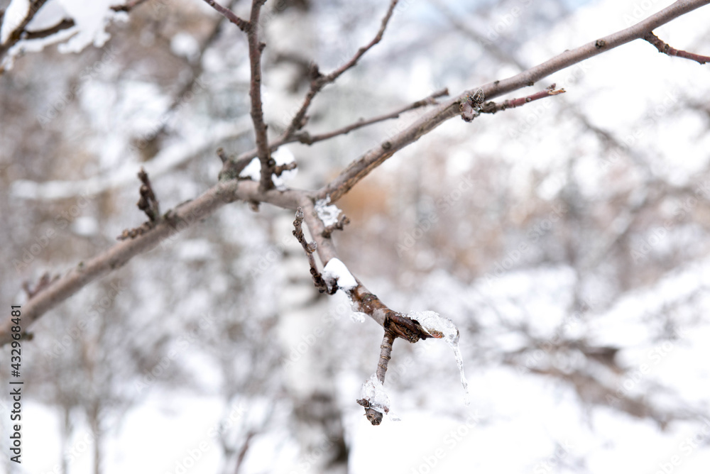 bare tree branches in the snow on the eve of spring bare tree branches in the snow on the eve of spring