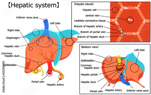 肝臓　構造　イラスト