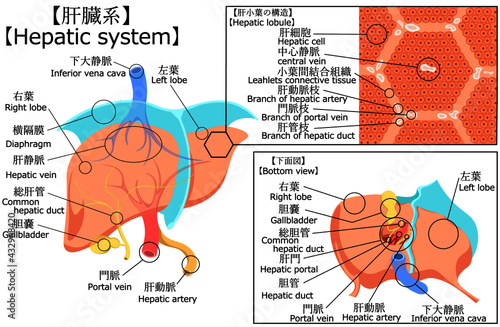 肝臓　構造　イラスト