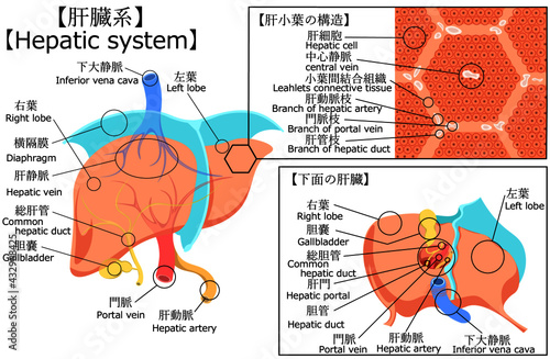 肝臓　構造　イラスト