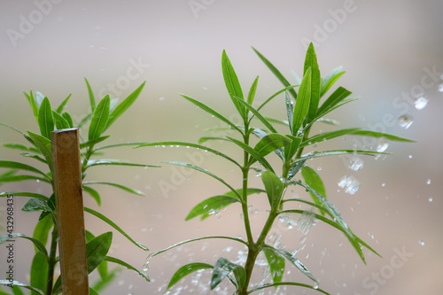 Green nature with copy space using as natural background.