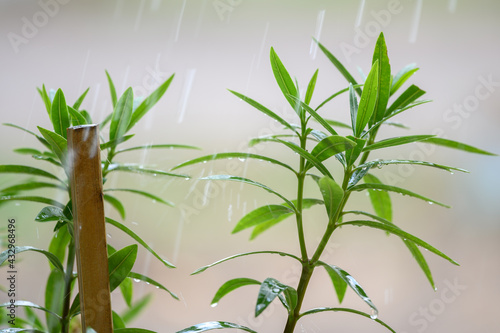 Green nature with copy space using as natural background.