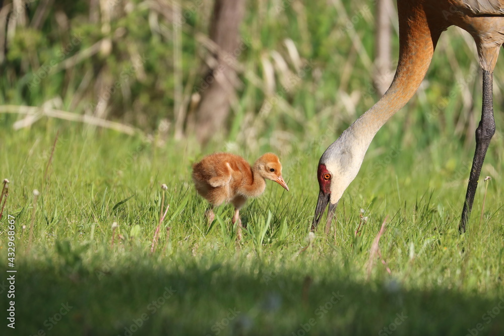 Fototapeta premium Sandhill Crane Colt Baby Bird