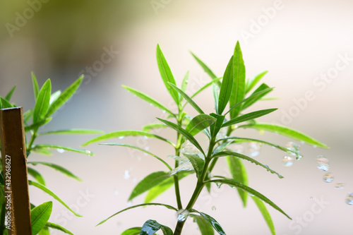 Green nature with copy space using as natural background.