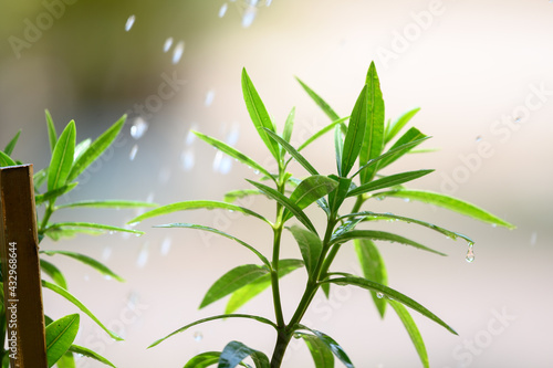 Green nature with copy space using as natural background.