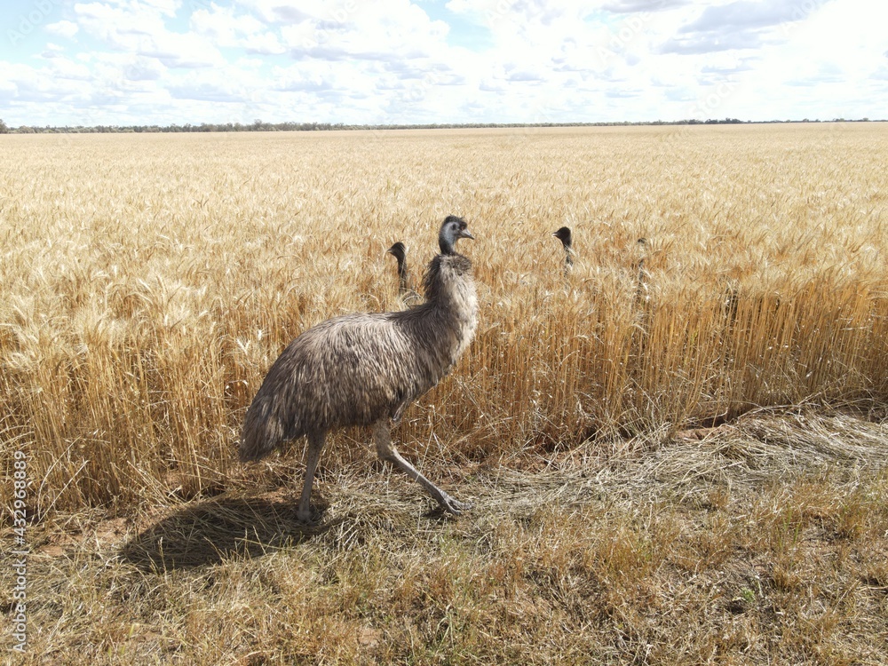 Fototapeta premium Emu