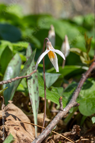 Close up view of white trout lily wildflowers (erythronium albidum) blooming in a remote woodland ravine