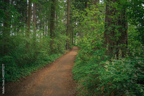 Meandering trail path through lush green spring Pacific Northwest forest