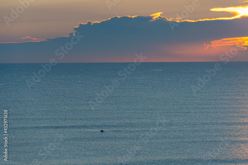 Dolphin in the Atlantic © Olivia