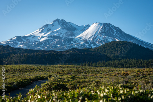 Field of bushes in front of Mount Shasta