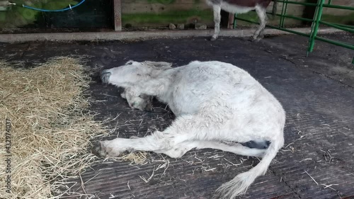 Very old donkey sleeping in a stable, this donkey is 38 years old! photo