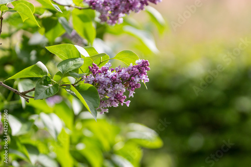 lilac flowers on a green background