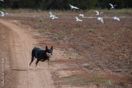 Kelpie running