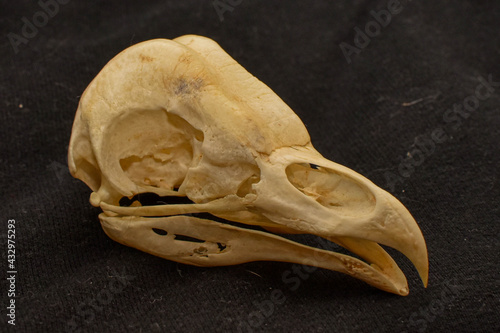 Bird Skull
