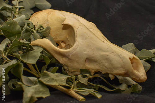 Fox skull
